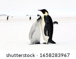 An Emperor penguin feeding a chick 