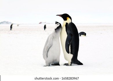 Emperor Penguin Feeding Chick Stock Photo 1658283967 | Shutterstock