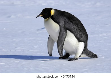 Emperor Penguin Is Getting On Its Feet