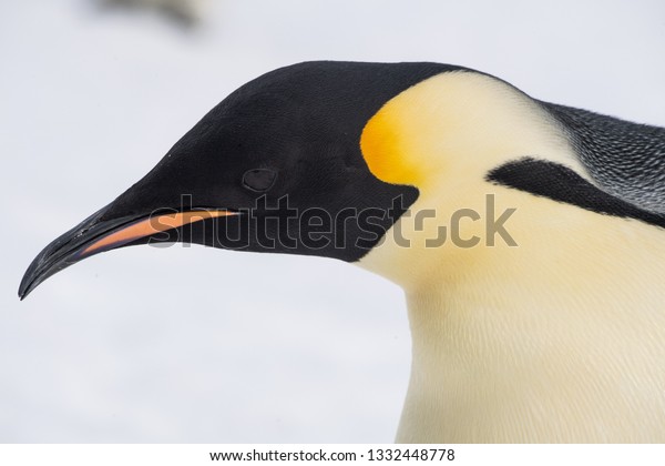 Emperor Penguin Has Beautiful Golden Markings Stock Photo 1332448778 ...