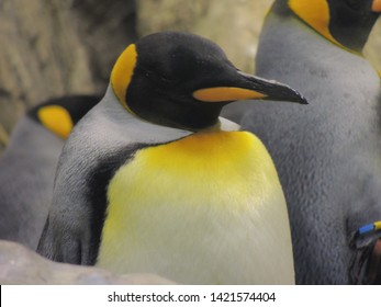 Emperor Penguin In A Huddle 