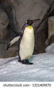 Emperor Penguin Isolated