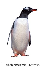 Emperor Penguin Isolated On White With Clipping Path