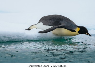 Emperor penguin in Natarctica standing and walk on snow - Powered by Shutterstock