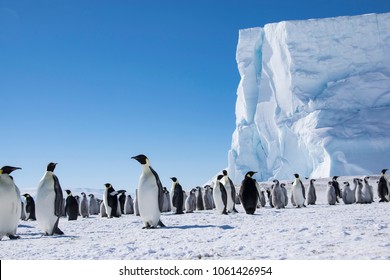 Emperor penguin on Coulman Island - Powered by Shutterstock