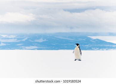 Emperor Penguin, Ross Ice Shelf, Antarctica