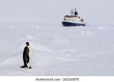 An Emperor Penguin Standing In Front Of A Polar Ice Breaker Research Vessel