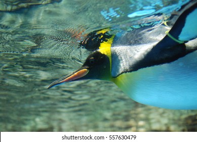 Emperor penguin to swim