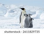 Emperor Penguin with three chicks in Antarctica 