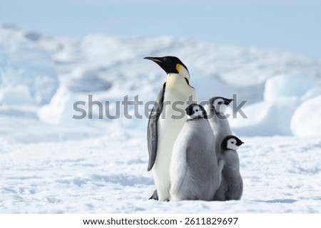 Emperor Penguin with three chicks in Antarctica 