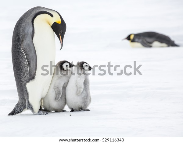 Emperor Penguin Two Chicks Stock Photo (Edit Now) 529116340