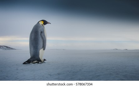 Emperor Penguin Walking In Antarctica