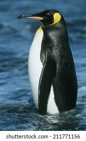 Emperor Penguin In Water