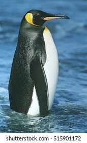 Emperor Penguin In Water