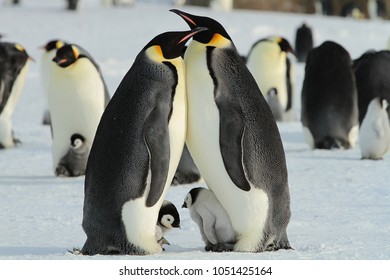 The Emperor Penguin(aptenodytes Forsteri) With Chick,East Antarctica