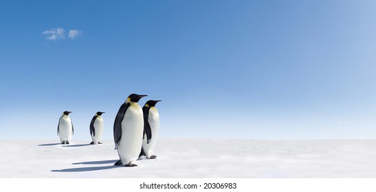 南極の5羽の皇帝ペンギン写真素材 Shutterstock