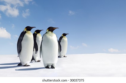 Emperor Penguins In Antarctica