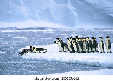 Emperor penguins (Aptenodytes forsteri) diving in the water near the German Neumayer Antarctic station, Atka Bay, Weddell Sea, Antarctica