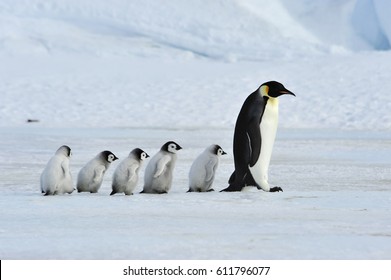 Императорские пингвины с цыпленком