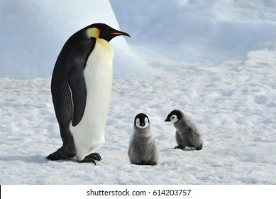 皇帝ペンギン の画像 写真素材 ベクター画像 Shutterstock