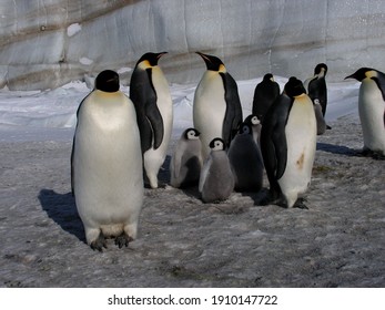 Emperor Penguins Flock Antarctica Snow Ice Blue Sky Travel