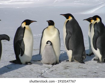 Emperor Penguins Flock Antarctica Snow Ice Blue Sky Travel