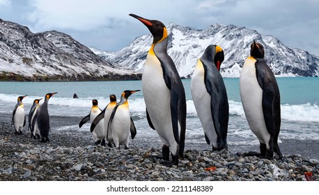 Emperor penguins flock Antarctica snow ice blue sky travel.Emperor penguins