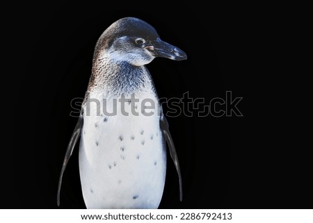 Emperor penguins. isolated on black background