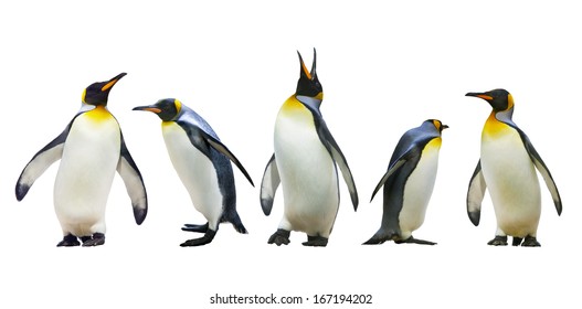 Императорские пингвины. изолированные на белом фоне