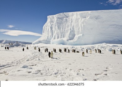 Emperor Penguins On The Sea Ice Of East Antarctica