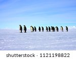 Emperor penguins, Ross Sea