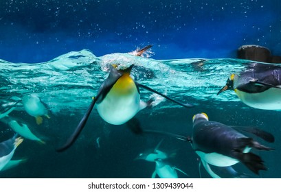 Emperor penguins swimming in the blue water and enjoying the process. The view on the other side of the glass in the big marine aquarium, Melbourne, Australia