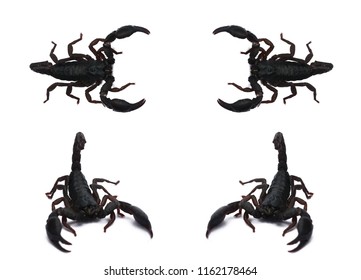 Emperor Scorpion, Scorpion collection in on white background