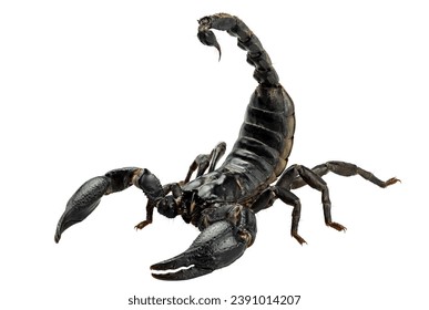 Emperor Scorpion, Pandinus imperator, Black scorpion isolated on white background with clipping path include
