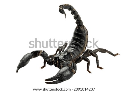 Emperor Scorpion, Pandinus imperator, Black scorpion isolated on white background with clipping path include
