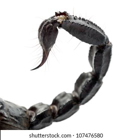 Scorpion tail Images, Stock Photos & Vectors | Shutterstock