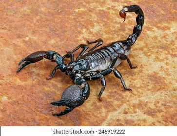 Emperor Scorpion ( Pandinus imperator) on rusty background.