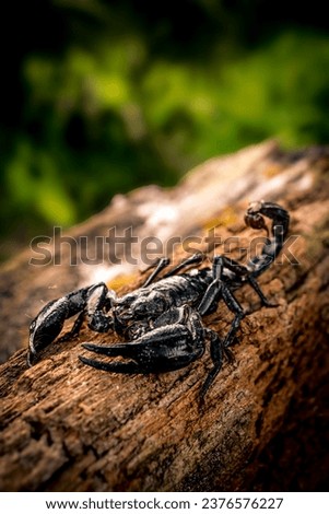 Emperor Scorpion Or Pandinus Imperator On Rotten Wood With Natural Blur Background.