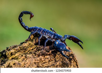 Emperor scorpion is a species of scorpion native to rainforests and savannas in West Africa. It is one of the largest scorpions in the world and lives for 2-3 years.