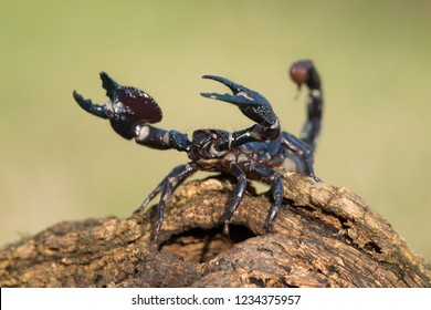 Emperor scorpion is a species of scorpion native to rainforests and savannas in West Africa. It is one of the largest scorpions in the world and lives for 2-3 years.