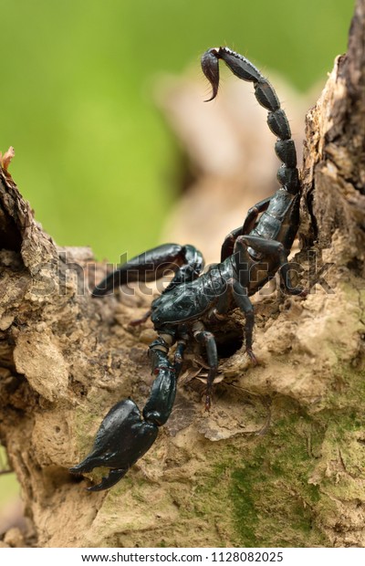 Emperor scorpion is a\
species of scorpion native to rainforests and savannas in West\
Africa. It is one of the largest scorpions in the world and lives\
for 6–8 years.
