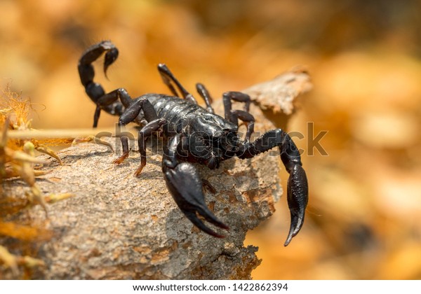 Emperor scorpion is a\
species of scorpion native to rainforests and savannas in VietNam -\
Image 