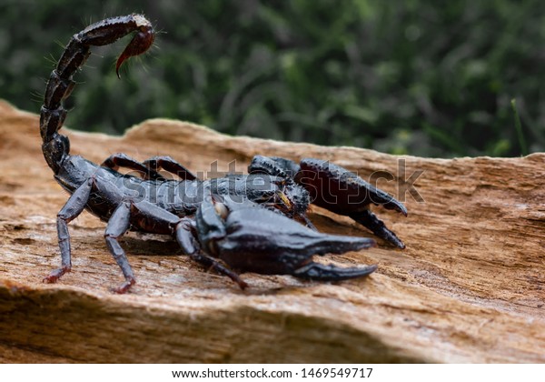 Emperor scorpion is a species of scorpion native\
to rainforests in\
Thailand