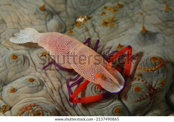Emperor shrimps on the sea
cucumber 