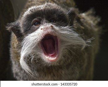 Emperor Tamarin