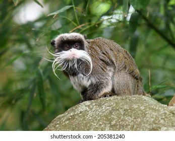 Emperor Tamarin