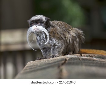 Emperor Tamarin