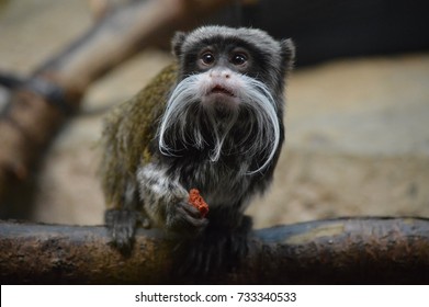 Emperor Tamarin