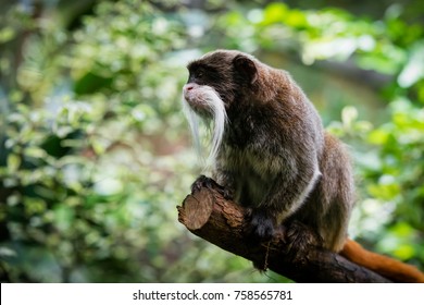 Emperor Tamarin, Cute Funny Monkey With Big Mustache. Animal And Wildlife Concept. Emperor Tamarin, Strange Animal In Forest. Tamarin On Tree.