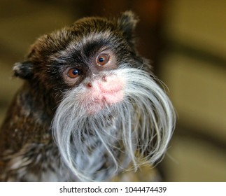 608 Emperor Tamarin Monkey Images, Stock Photos & Vectors | Shutterstock